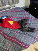 Shadow, a male Border Collie and Standard Schnauzer for sale in Dallas, TX – 1 of 3