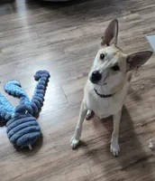 Meeko, a male Shiba Inu and Cardigan Welsh Corgi for sale in Gilroy, CA – 4 of 5