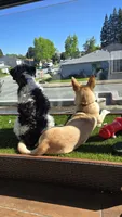 Meeko, a male Shiba Inu and Cardigan Welsh Corgi for sale in Gilroy, CA – 3 of 5