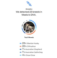 Meeko, a male Australian Cattle Dog and Siberian Husky for sale in Gilroy, CA – 5 of 6
