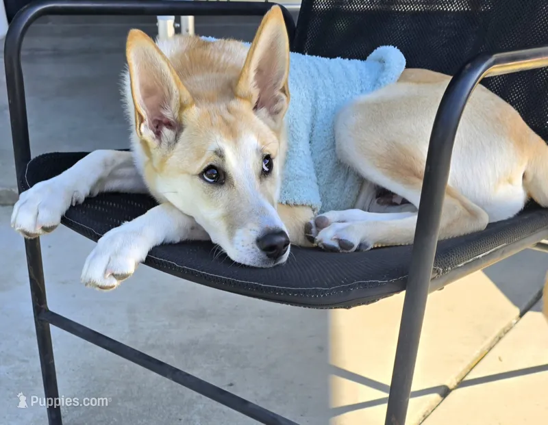 Meeko – Shiba Inu, Cardigan Welsh Corgi puppy for sale in Gilroy, CA
