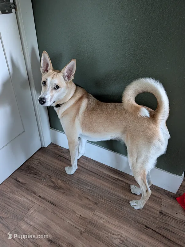 Meeko – Shiba Inu, Cardigan Welsh Corgi puppy for sale in Gilroy, CA