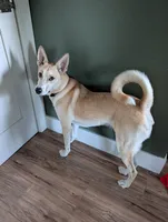 Meeko, a male Shiba Inu and Cardigan Welsh Corgi for sale in Gilroy, CA – 1 of 5