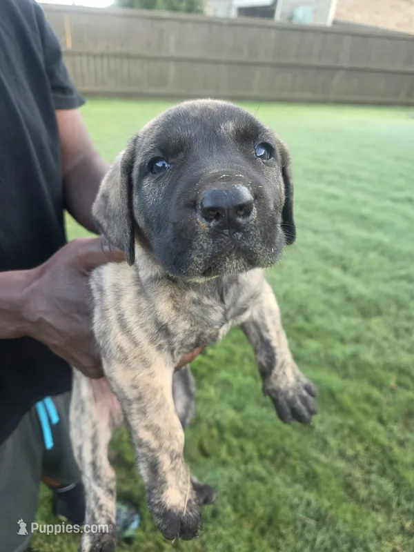 Brindle Girl – Perro de Presa Canario puppy for sale in Meridianville, AL