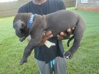 Black Male, a male Perro de Presa Canario for sale in Meridianville, AL – 3 of 6