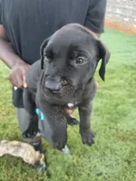 Black Female, a female Perro de Presa Canario for sale in Meridianville, AL – 2 of 6