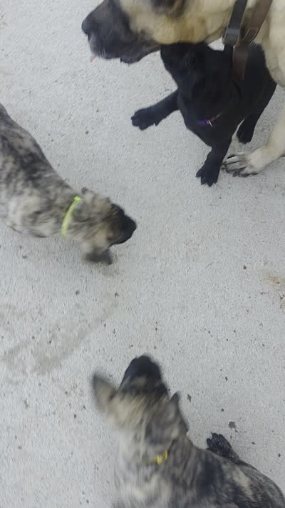 Black Male, a male Perro de Presa Canario for sale in Meridianville, AL – 6 of 6