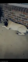 Black Female, a female Perro de Presa Canario for sale in Meridianville, AL – 4 of 6