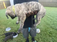 Brindle Girl, a female Perro de Presa Canario for sale in Meridianville, AL – 2 of 6