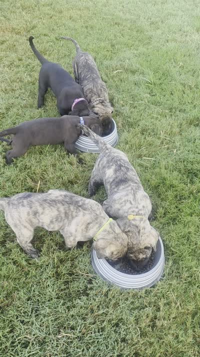 Brindle Girl, a female Perro de Presa Canario for sale in Meridianville, AL – 6 of 6