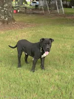 Brindle Girl, a female Perro de Presa Canario for sale in Meridianville, AL – 4 of 6