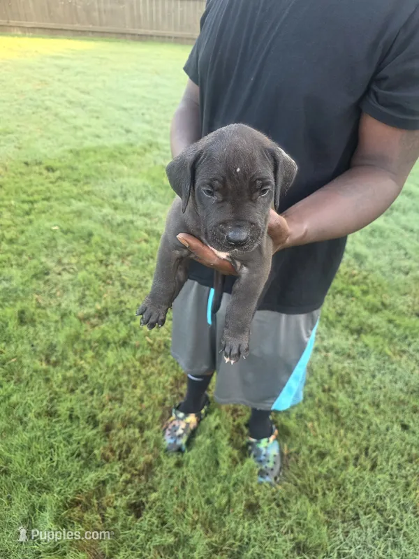 Black Male – Perro de Presa Canario puppy for sale in Meridianville, AL