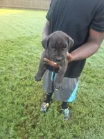 Black Male, a male Perro de Presa Canario for sale in Meridianville, AL – 1 of 6