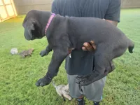 Black Female, a female Perro de Presa Canario for sale in Meridianville, AL – 3 of 6