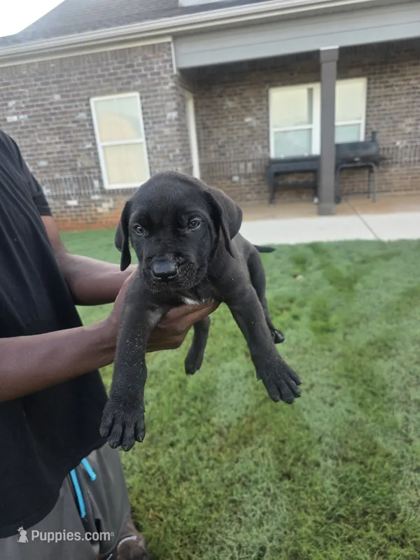 Black Female – Perro de Presa Canario puppy for sale in Meridianville, AL