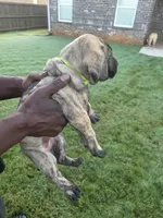 Brindle Girl, a female Perro de Presa Canario for sale in Meridianville, AL – 3 of 6