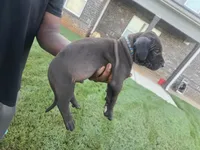 Black Male, a male Perro de Presa Canario for sale in Meridianville, AL – 2 of 6