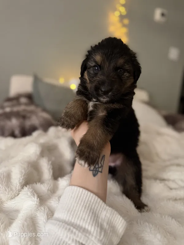 Tri Female 2 (large) – Australian Shepherd, German Shepherd Dog puppy for sale in Jackson, NJ