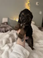 Tri Female 2 (large), a female Australian Shepherd and German Shepherd Dog for sale in Jackson, NJ – 1 of 10