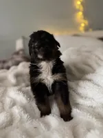 Tri Male 1 (small), a male Australian Shepherd and German Shepherd Dog for sale in Jackson, NJ – 2 of 10