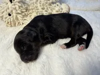 Tri Female 1 (small), a female Australian Shepherd and German Shepherd Dog for sale in Jackson, NJ – 9 of 9
