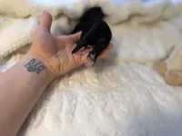 Tri Male 1 (small), a male Australian Shepherd and German Shepherd Dog for sale in Jackson, NJ – 8 of 10
