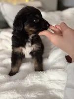 Tri Male 2 (large), a male Australian Shepherd and German Shepherd Dog for sale in Jackson, NJ – 2 of 10