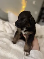 Tri Female 1 (small), a female Australian Shepherd and German Shepherd Dog for sale in Jackson, NJ – 1 of 9