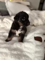 Tri Male 2 (large), a male Australian Shepherd and German Shepherd Dog for sale in Jackson, NJ – 4 of 10
