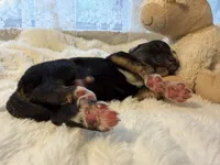 Tri Male 3 (small), a male Australian Shepherd and German Shepherd Dog for sale in Jackson, NJ – 10 of 10