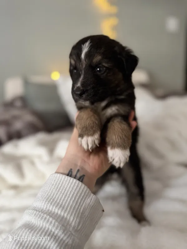 Tri Male 3 (small) – Australian Shepherd, German Shepherd Dog puppy for sale in Jackson, NJ