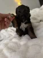 Tri Female 2 (large), a female Australian Shepherd and German Shepherd Dog for sale in Jackson, NJ – 4 of 10