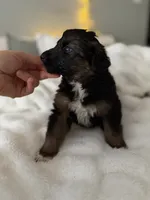 Tri Female 2 (large), a female Australian Shepherd and German Shepherd Dog for sale in Jackson, NJ – 5 of 10