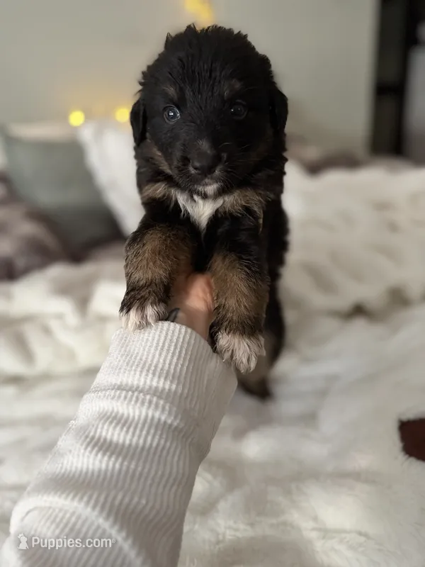 Tri Male 2 (large) – Australian Shepherd, German Shepherd Dog puppy for sale in Jackson, NJ