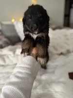 Tri Male 2 (large), a male Australian Shepherd and German Shepherd Dog for sale in Jackson, NJ – 1 of 10