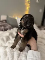 Tri Female 2 (large), a female Australian Shepherd and German Shepherd Dog for sale in Jackson, NJ – 2 of 10