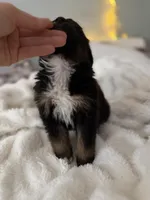 Tri Male 1 (small), a male Australian Shepherd and German Shepherd Dog for sale in Jackson, NJ – 3 of 10