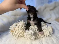 Tri Male 2 (large), a male Australian Shepherd and German Shepherd Dog for sale in Jackson, NJ – 7 of 10
