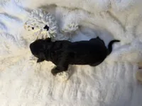 Tri Male 2 (large), a male Australian Shepherd and German Shepherd Dog for sale in Jackson, NJ – 6 of 10