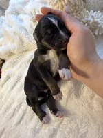 Tri Male 3 (small), a male Australian Shepherd and German Shepherd Dog for sale in Jackson, NJ – 8 of 10