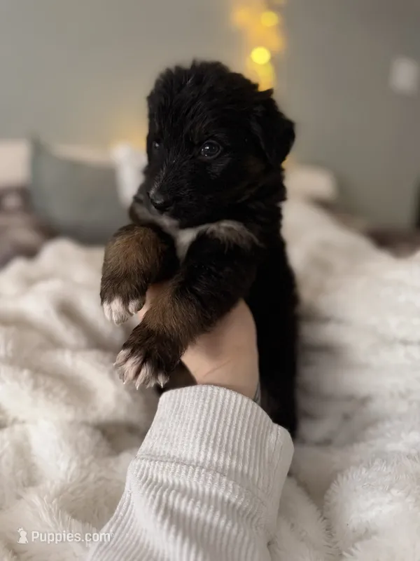 Tri Male 1 (small) – Australian Shepherd, German Shepherd Dog puppy for sale in Jackson, NJ