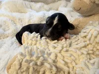 Tri Male 3 (small), a male Australian Shepherd and German Shepherd Dog for sale in Jackson, NJ – 6 of 10