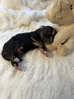 Tri Male 3 (small), a male Australian Shepherd and German Shepherd Dog for sale in Jackson, NJ – 9 of 10