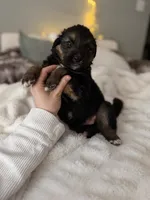 Tri Female 2 (large), a female Australian Shepherd and German Shepherd Dog for sale in Jackson, NJ – 3 of 10