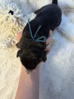 Tri Male 2 (large), a male Australian Shepherd and German Shepherd Dog for sale in Jackson, NJ – 5 of 10
