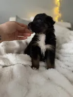 Tri Male 1 (small), a male Australian Shepherd and German Shepherd Dog for sale in Jackson, NJ – 4 of 10