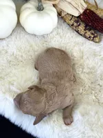 Penny , a female Cavapoo for sale in Hiddenite, NC – 4 of 6
