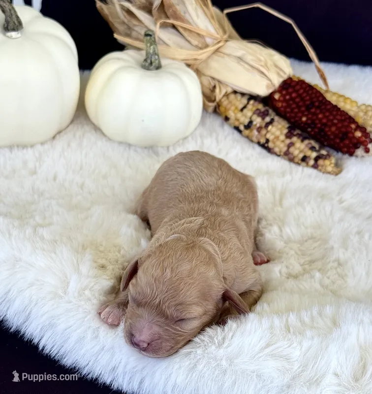Penny  – Cavapoo puppy for sale in Hiddenite, NC