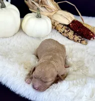 Penny , a female Cavapoo for sale in Hiddenite, NC – 1 of 6