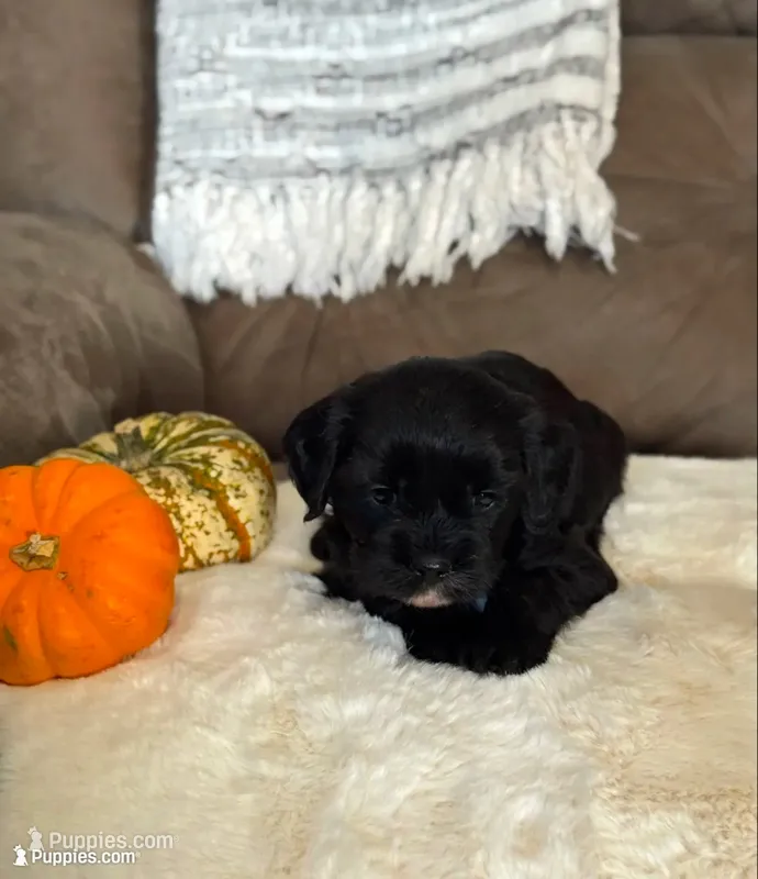 Kona  – Cavapoo puppy for sale in Hiddenite, NC